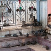 Karni-Mata-rat-temple