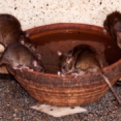 Karni-Mata-temple-rats-drinking-water